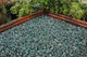 GreenChippings.jpg.jpeg GreenChippings.jpg.jpeg